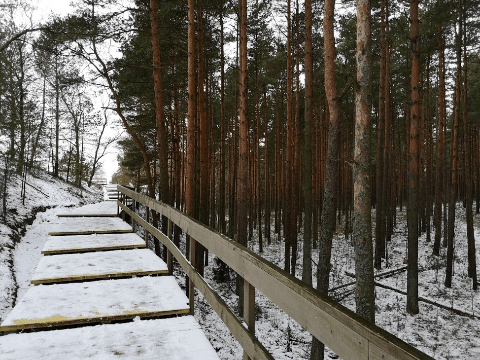 Парк на Куршской косе